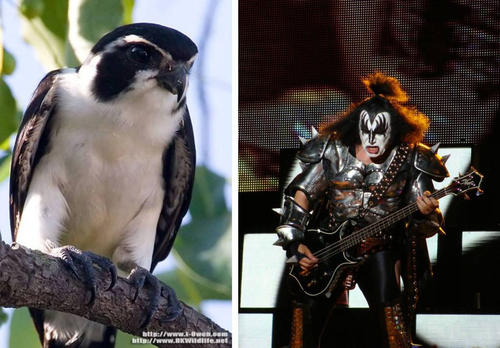 Bird biodiversity in heavy metal songs