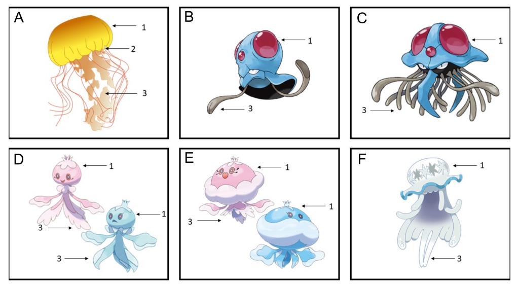 From reality to fiction: cnidarians that inspire the Pokémon world